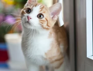 Katze Erstausstattung: Alles, was Sie für den Start mit Ihrem neuen Haustier benötigen