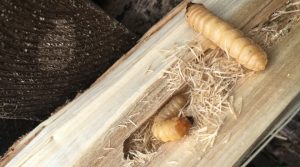 Kampf gegen Holzwürmern: Schützen Sie Ihre Holzkonstruktionen